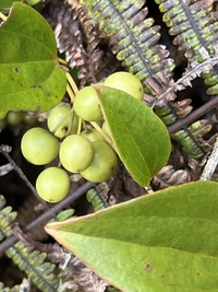 Smilax melastomifolia