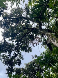 Metrosideros polymorpha
