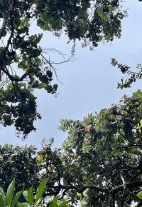 Metrosideros polymorpha