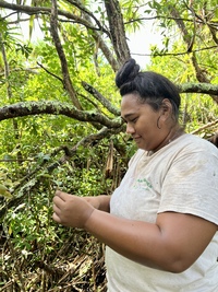 Metrosideros polymorpha