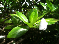 Kadua fluviatilis