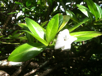 Kadua fluviatilis