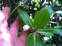 Kadua fluviatilis