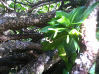 Kadua fluviatilis