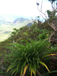 Trematolobelia kauaiensis