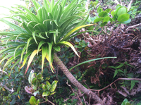 Trematolobelia kauaiensis