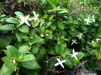 Kadua fluviatilis