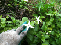 Kadua fluviatilis