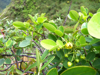 Senna gaudichaudii