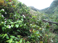Kadua fluviatilis