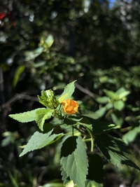 Sida fallax