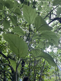 Hibiscus waimeae subsp. hannerae