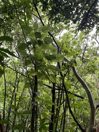 Hibiscus waimeae subsp. hannerae
