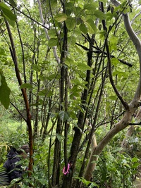 Hibiscus waimeae subsp. hannerae