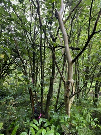 Hibiscus waimeae subsp. hannerae