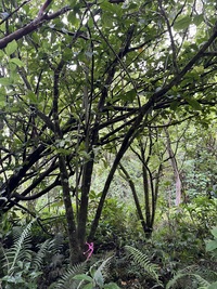 Hibiscus waimeae subsp. hannerae