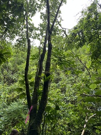 Hibiscus waimeae subsp. hannerae