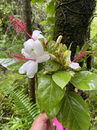 Hibiscus waimeae subsp. hannerae