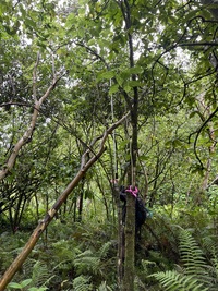 Hibiscus waimeae subsp. hannerae