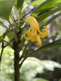 Scaevola glabra