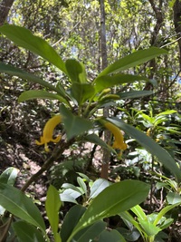 Scaevola glabra