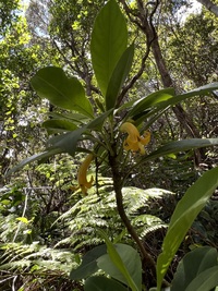 Scaevola glabra