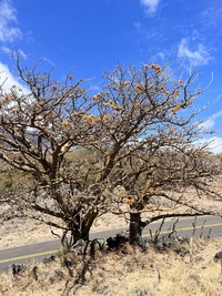 Erythrina sandwicensis