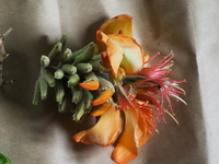 Erythrina sandwicensis