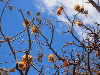 Erythrina sandwicensis