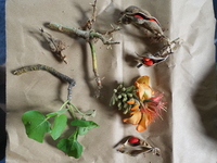Erythrina sandwicensis