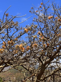 Erythrina sandwicensis