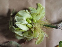 Erythrina sandwicensis