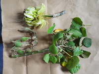 Erythrina sandwicensis