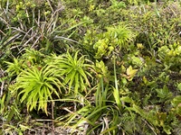 Trematolobelia kauaiensis