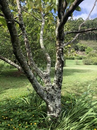 Artocarpus mariannensis