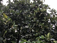 Artocarpus mariannensis
