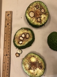 Artocarpus mariannensis