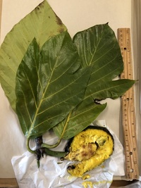 Artocarpus mariannensis