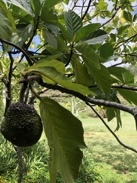 Artocarpus mariannensis