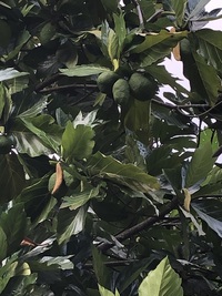Artocarpus mariannensis