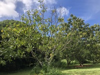 Artocarpus mariannensis