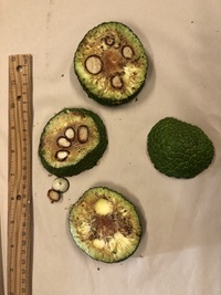 Artocarpus mariannensis