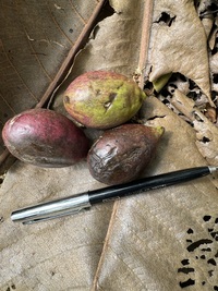 Terminalia carolinensis
