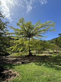 Terminalia carolinensis