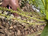 Terminalia carolinensis