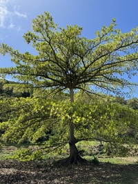 Terminalia carolinensis