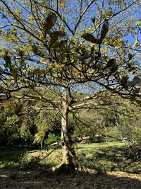 Terminalia carolinensis