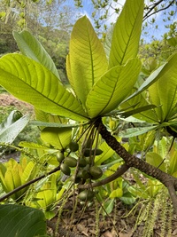 Terminalia carolinensis