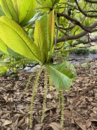 Terminalia carolinensis