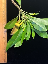 Scaevola glabra